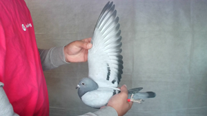 Pigeon image