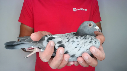 Pigeon image