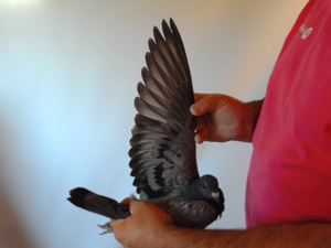 Pigeon image