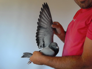 Pigeon image