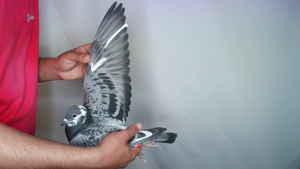 Pigeon image