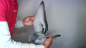 Pigeon image