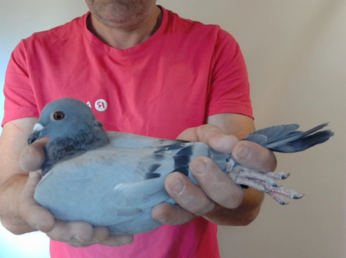 Pigeon image
