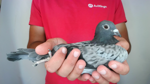 Pigeon image