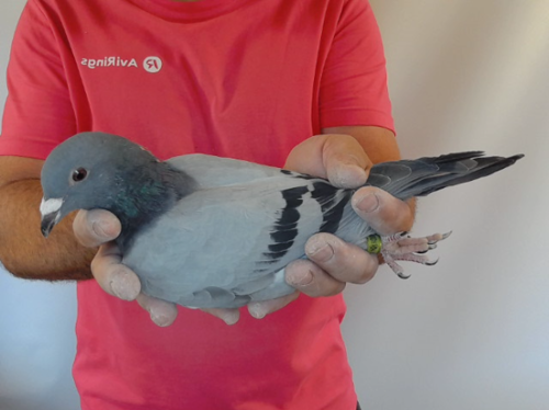 Pigeon image