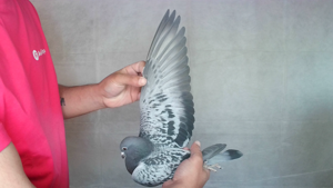 Pigeon image