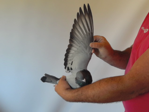Pigeon image
