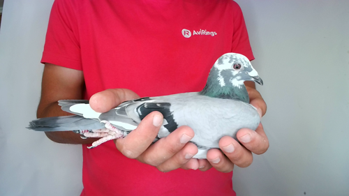 Pigeon image