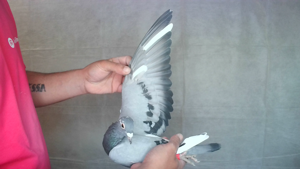 Pigeon image