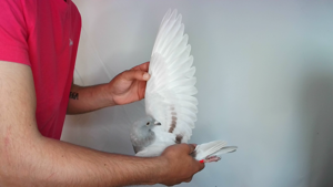 Pigeon image