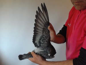 Pigeon image