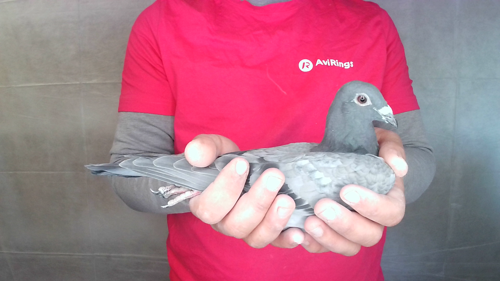 Pigeon image