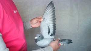 Pigeon image