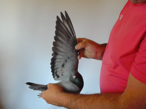 Pigeon image