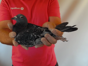 Pigeon image