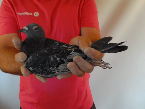Pigeon image