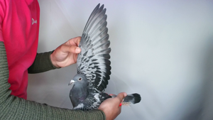 Pigeon image