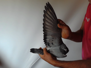 Pigeon image