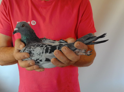 Pigeon image