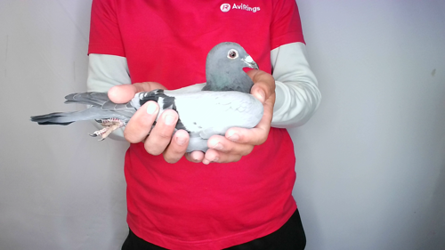 Pigeon image