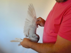 Pigeon image