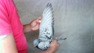 Pigeon image