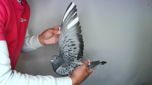 Pigeon image