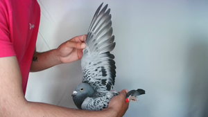 Pigeon image