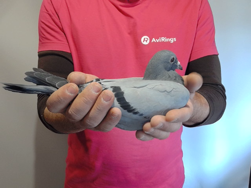 Pigeon image