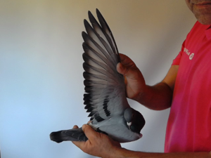 Pigeon image
