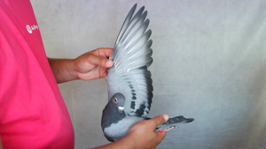 Pigeon image