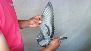 Pigeon image