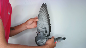 Pigeon image