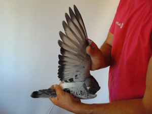 Pigeon image