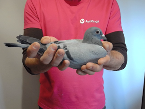 Pigeon image