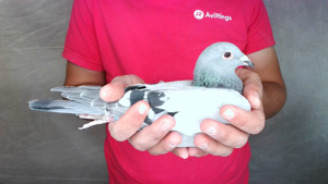 Pigeon image