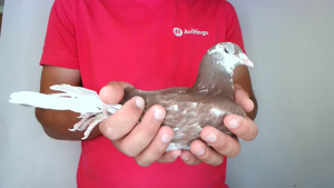 Pigeon image