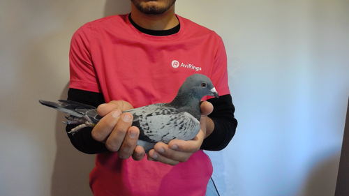 Pigeon image