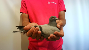 Pigeon image