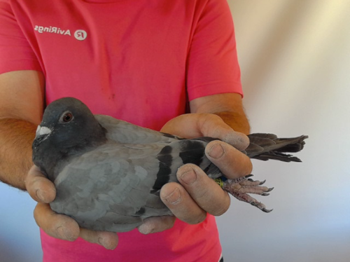 Pigeon image
