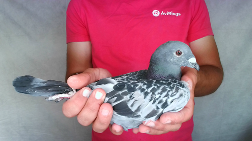Pigeon image