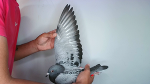 Pigeon image