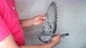 Pigeon image