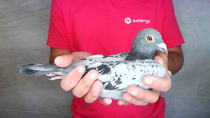 Pigeon image