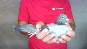 Pigeon image