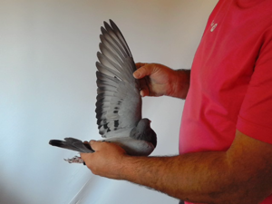Pigeon image