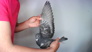 Pigeon image