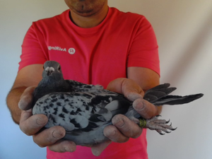 Pigeon image