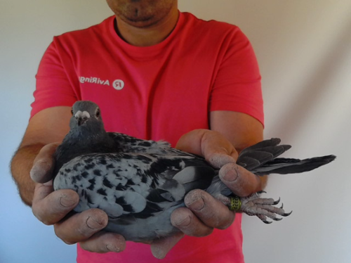 Pigeon image