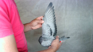 Pigeon image